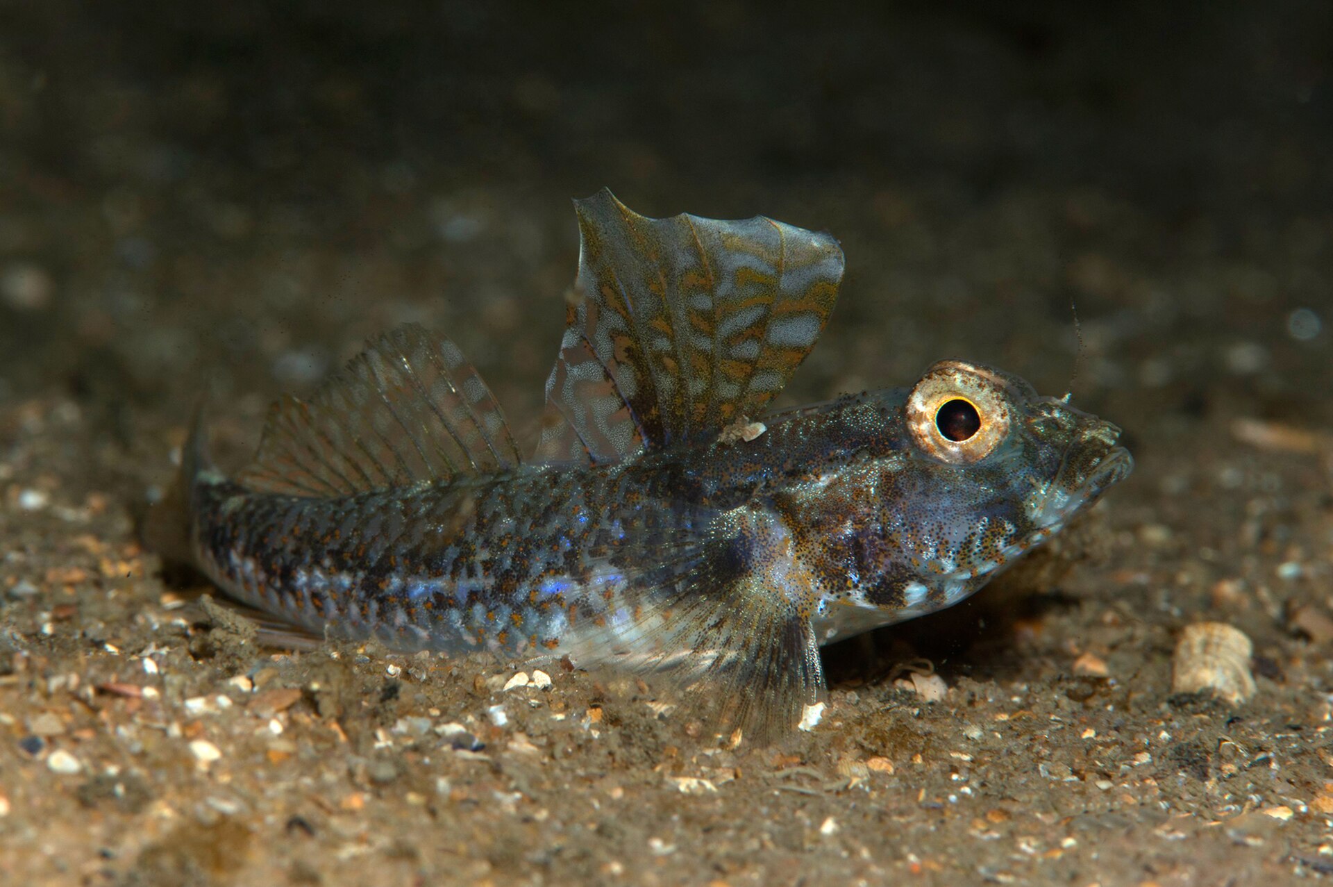 Jawbone Marine Sanctuary