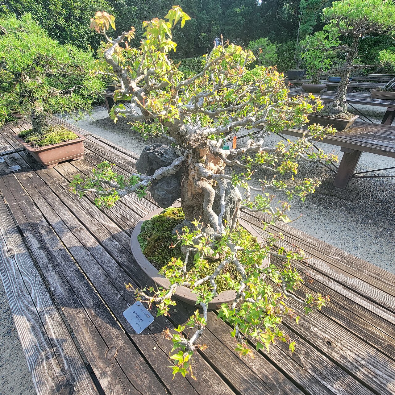 A photograph of BONSAI