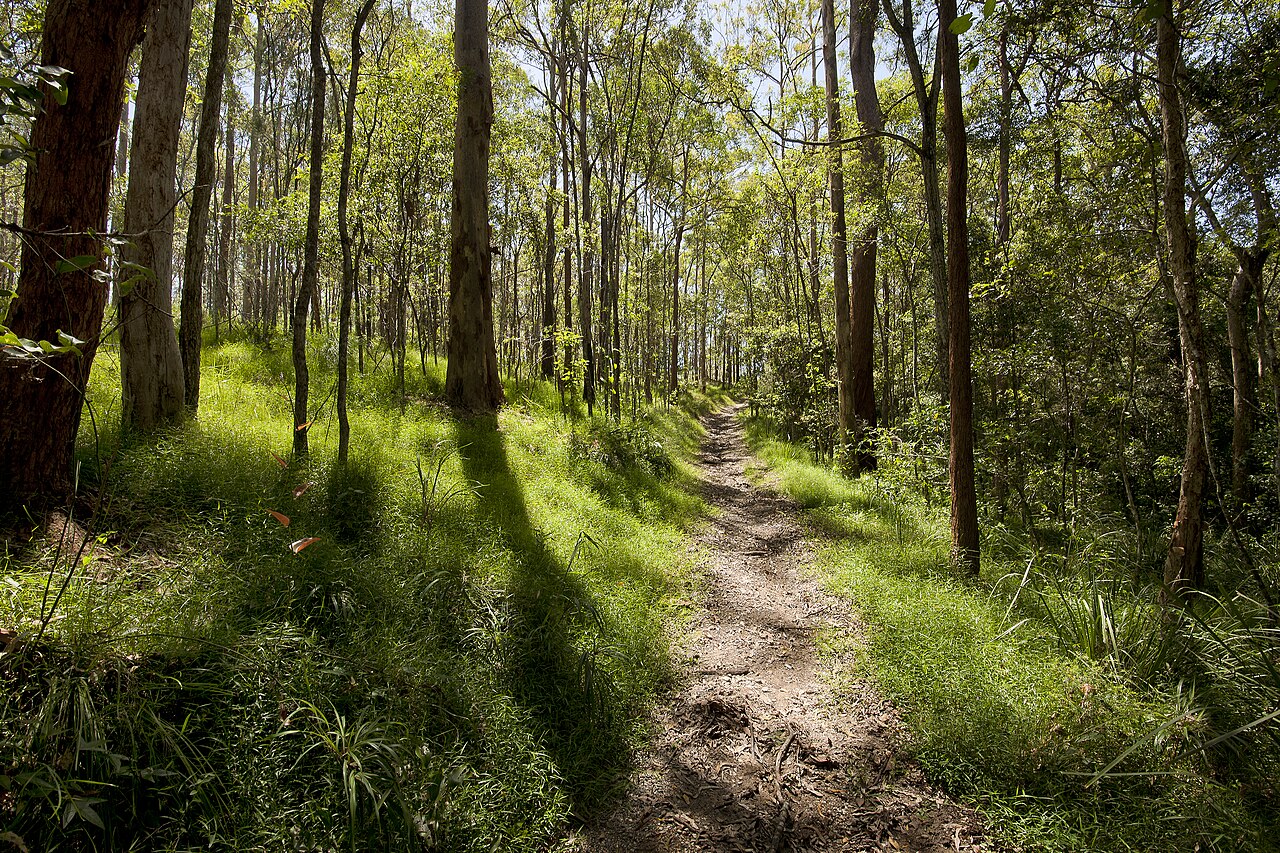 Koala Reserve fotoğrafı
