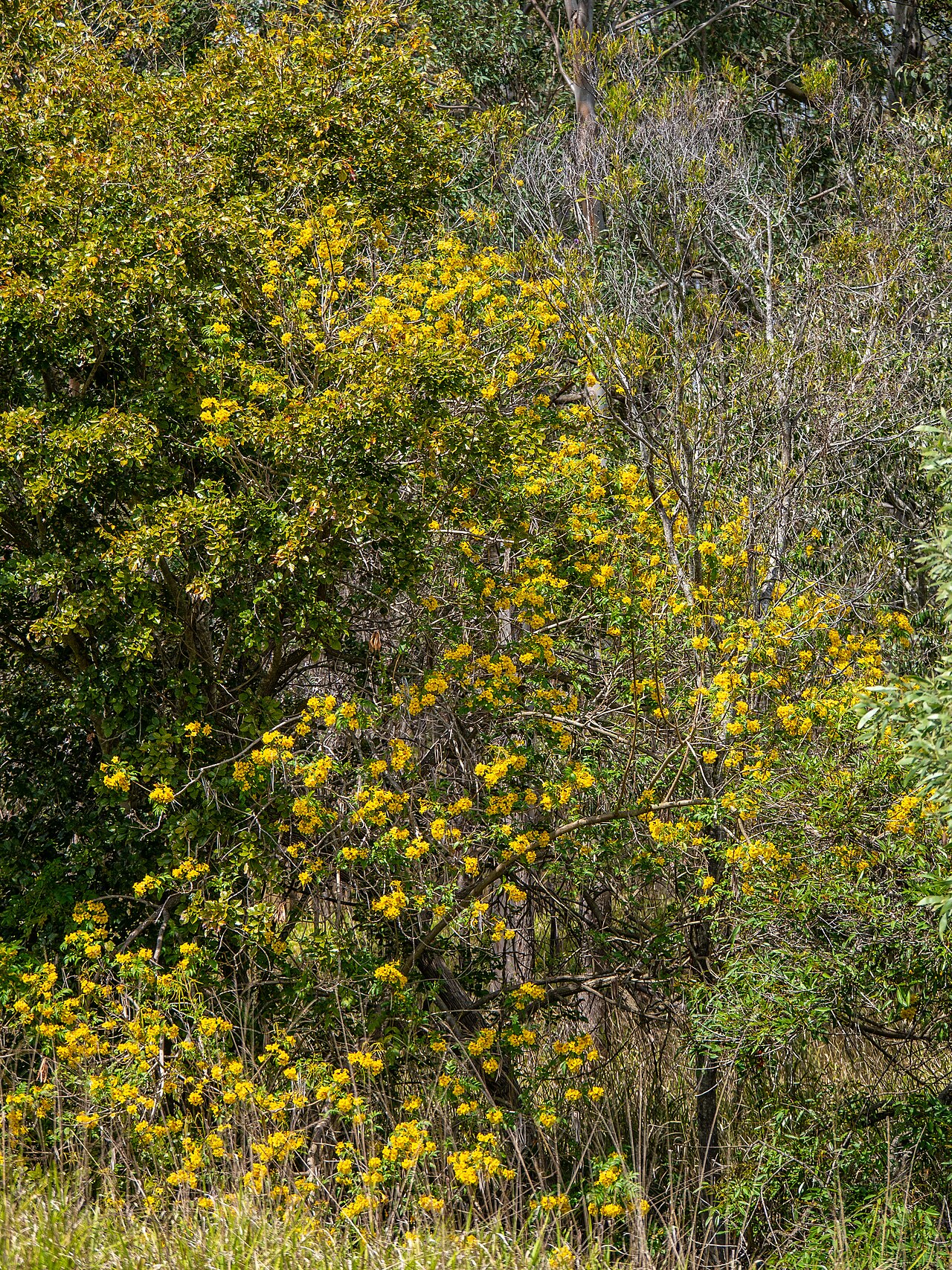 Tecoma Park fotoğrafı