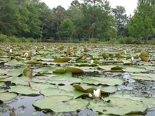 Parco di Kenilworth e giardini acquatici