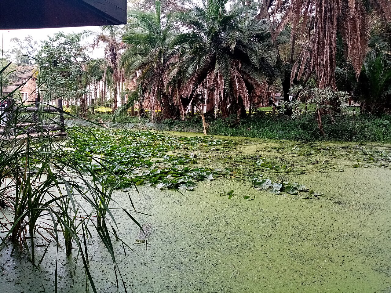 Nairobi Safari Yürüyüşü