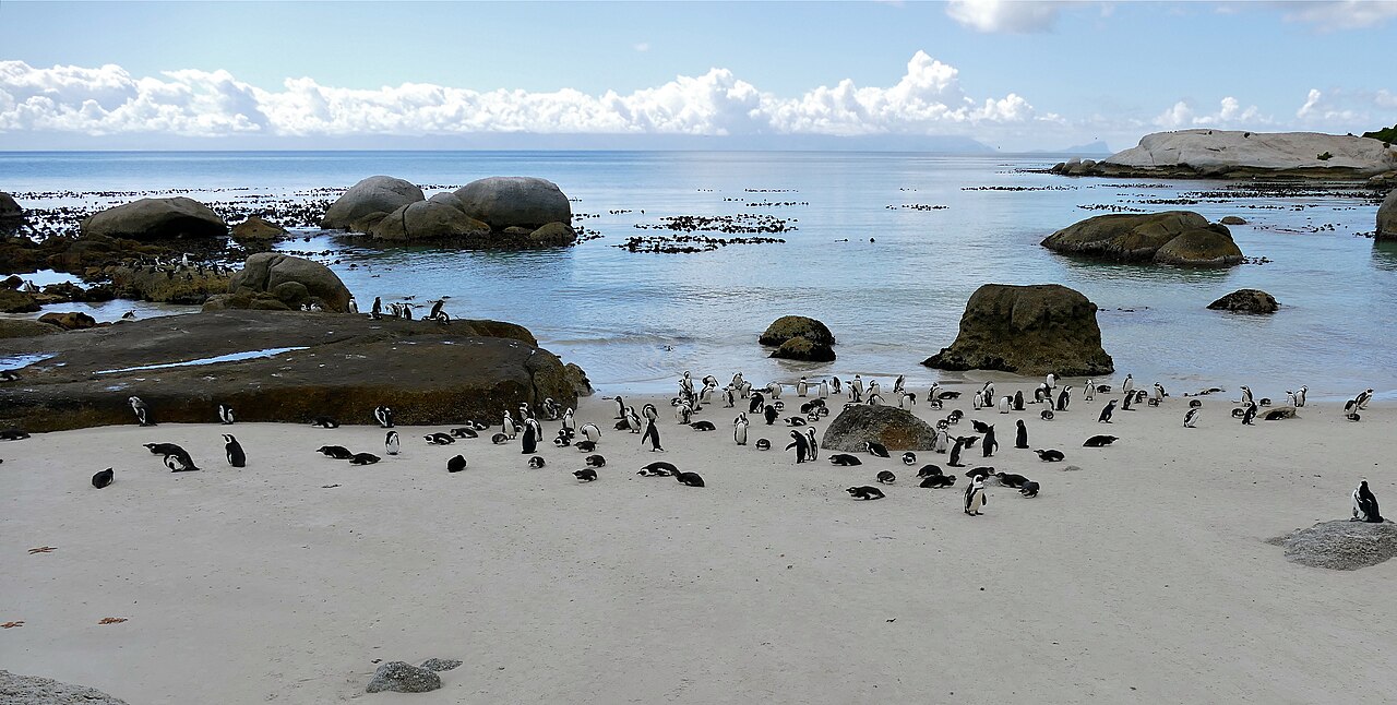 Africa Penguin