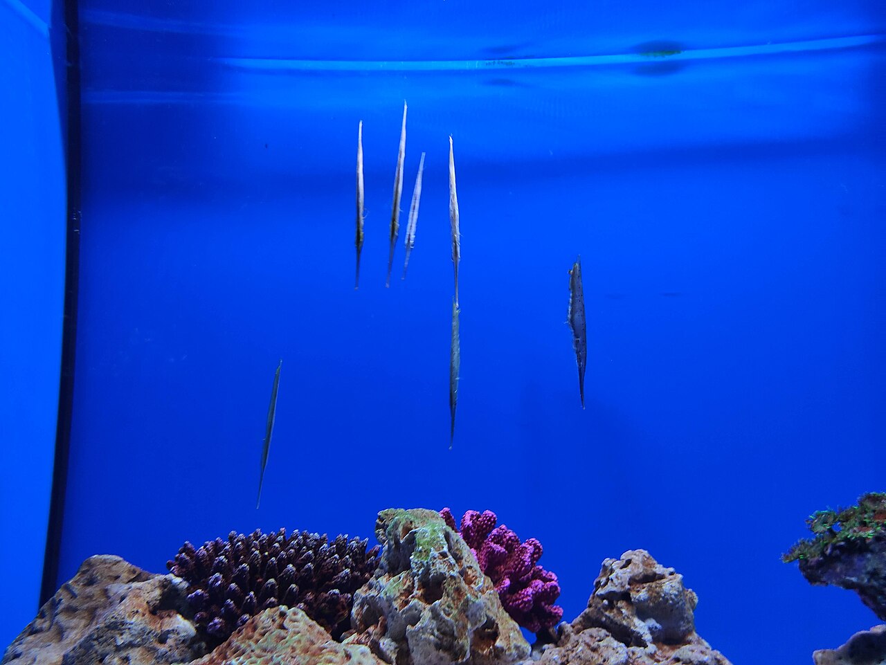 Ein Foto von Israel-Aquarium