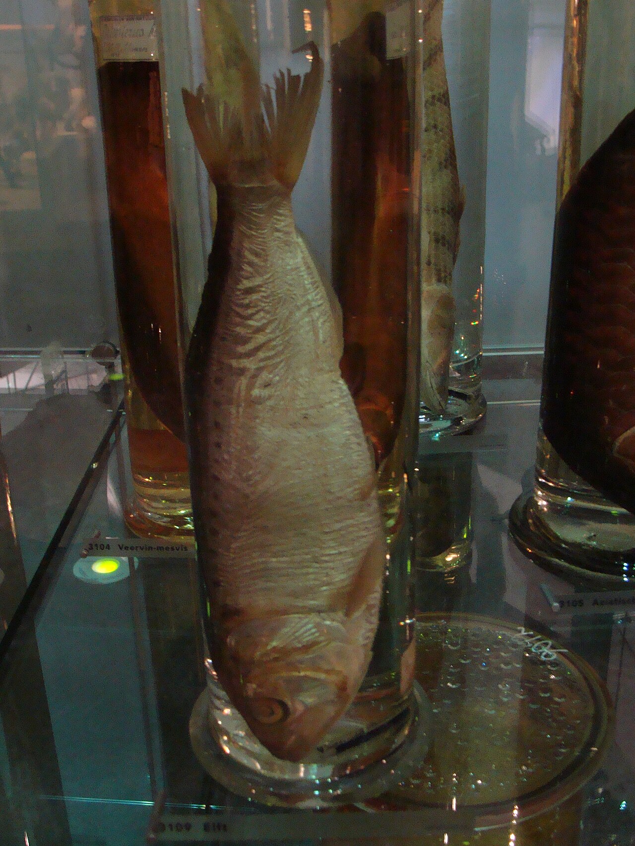 The Specimen Jar fotoğrafı