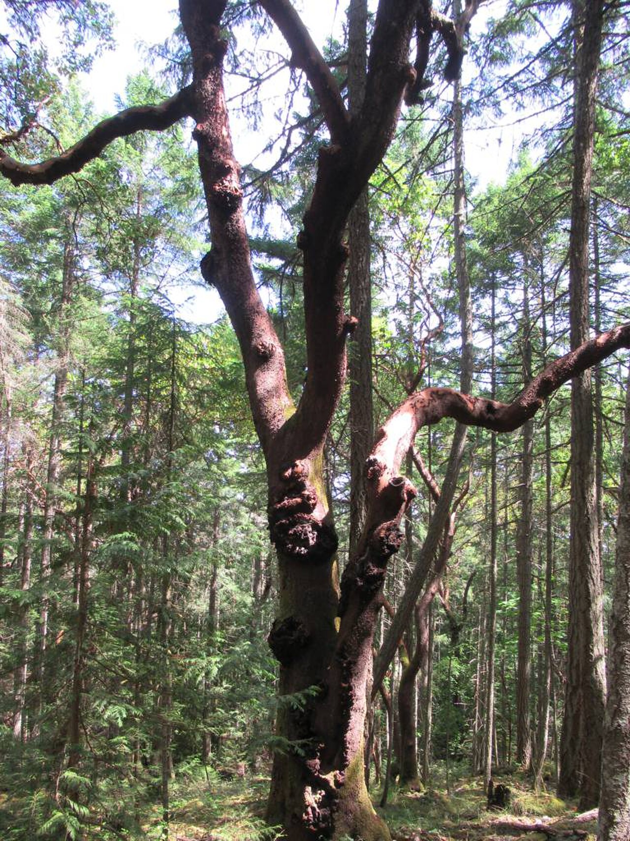 Arbutus Park