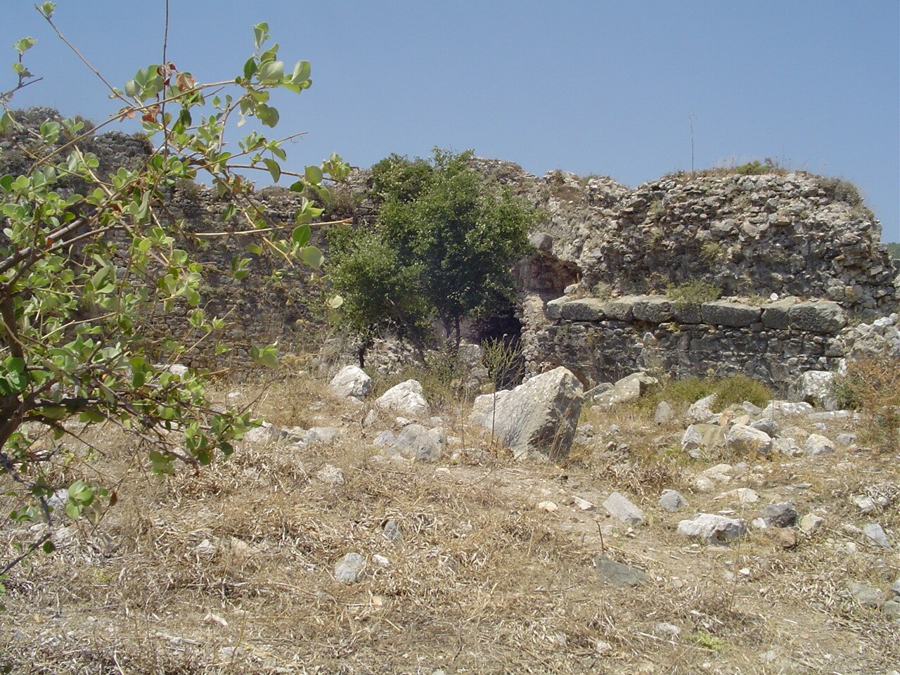 صورة كاونوس