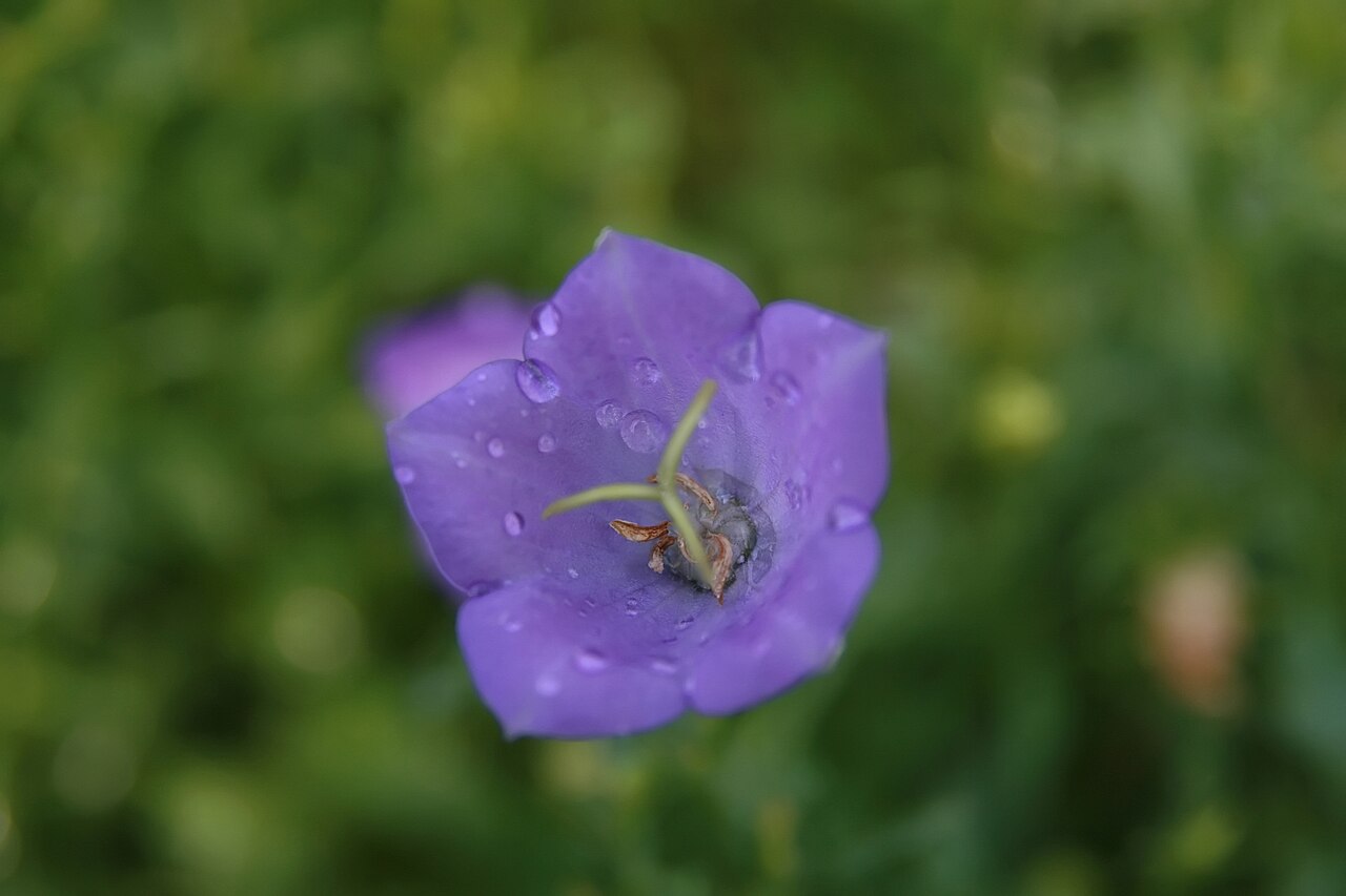 Una fotografía de clips
