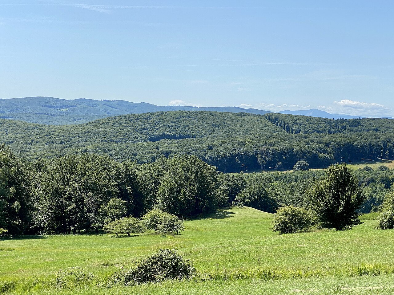 Une photographie de Kaiserzipf