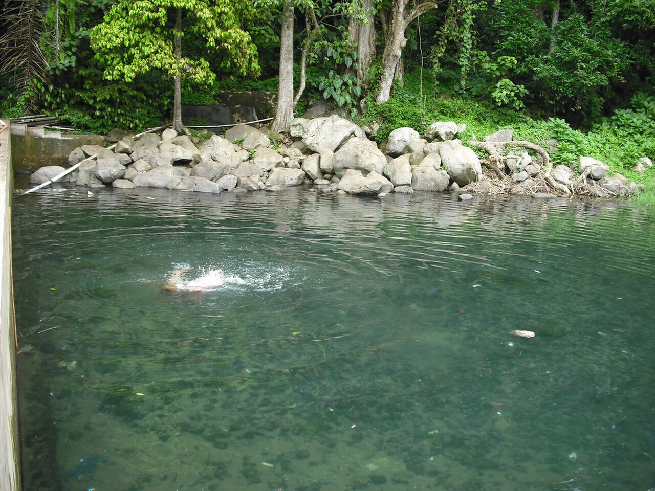 A photograph of Darma