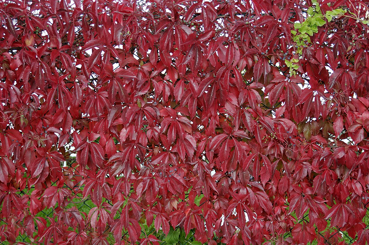 Crimson