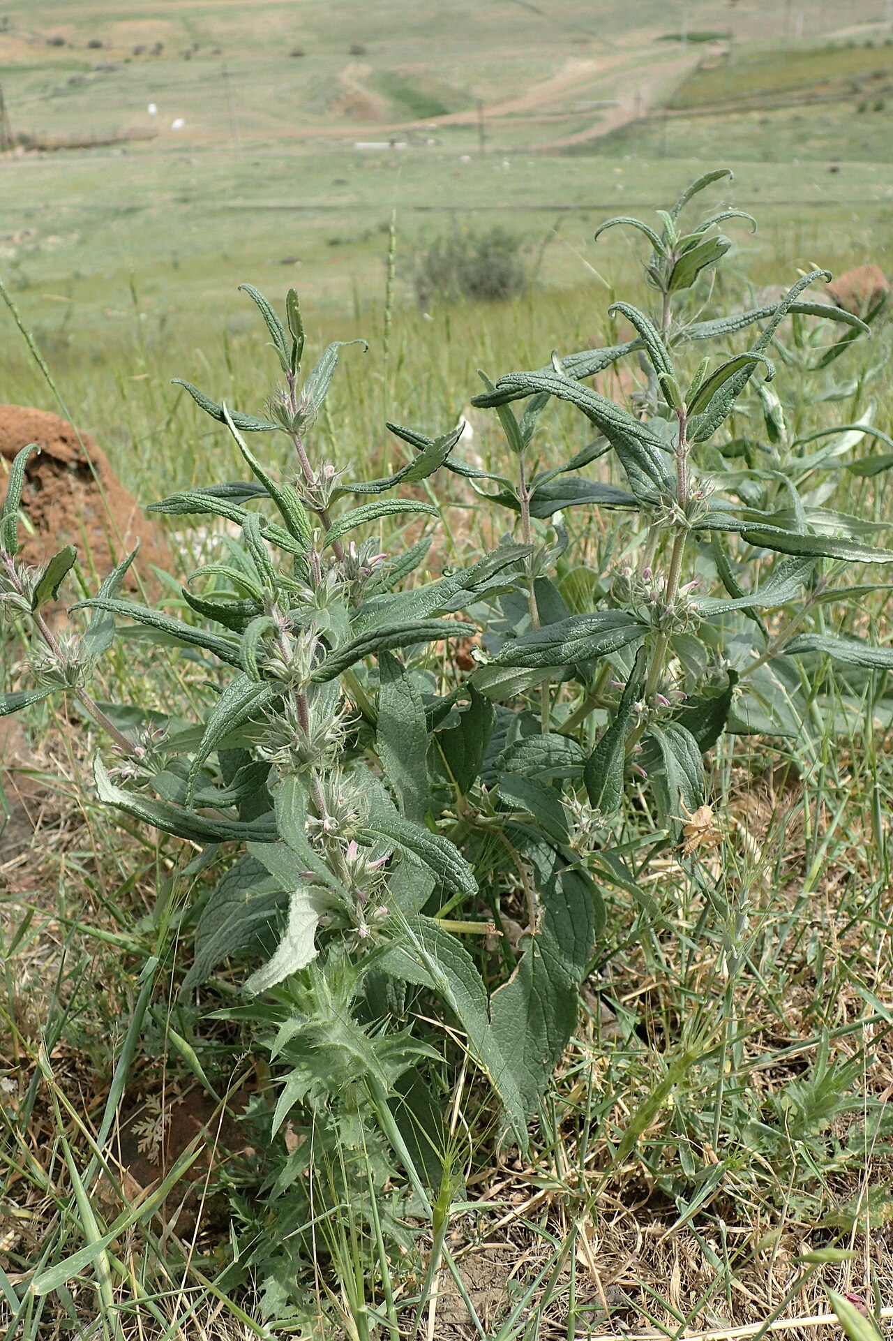 A photograph of Venti
