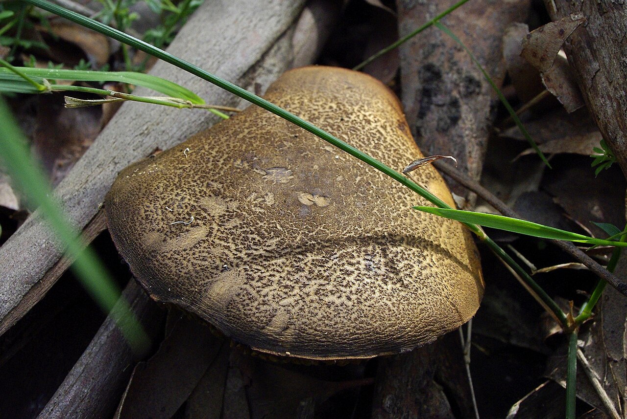 Ein Foto von Nationalpark Dandenong Ranges