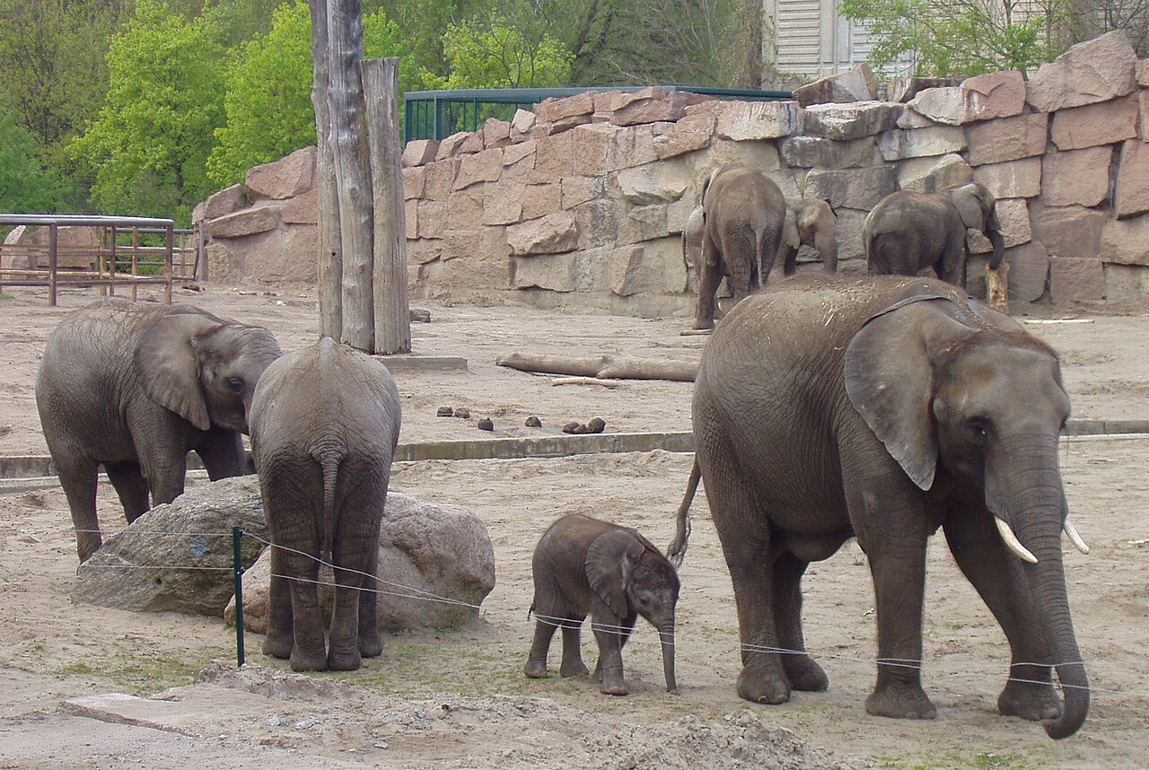 Tierpark Berlin fotoğrafı