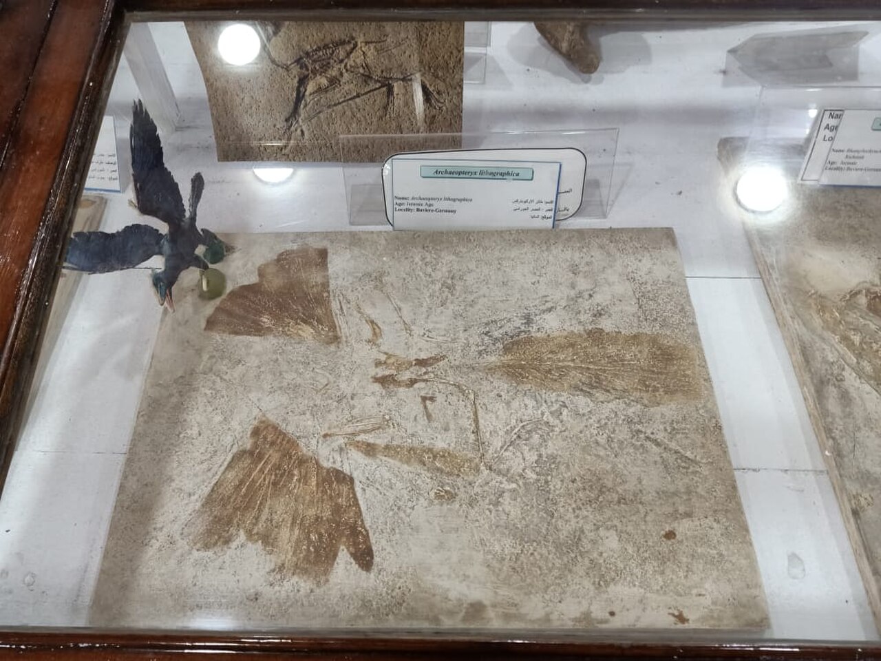 Una fotografia di Museo geologico egiziano