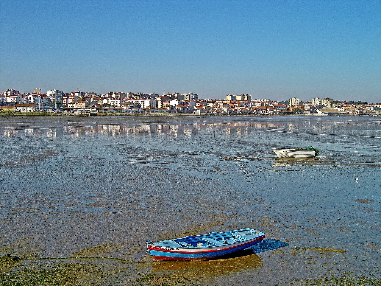 A photograph of Amora