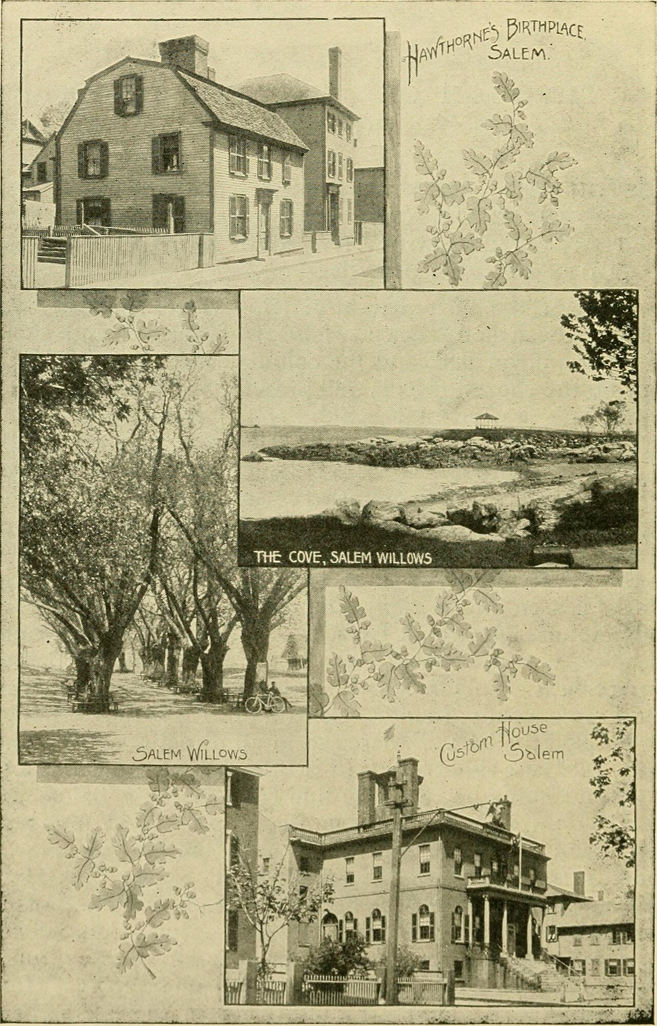 Willows Park