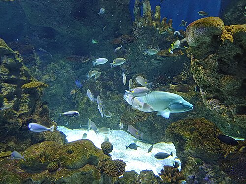 Fakieh Aquarium