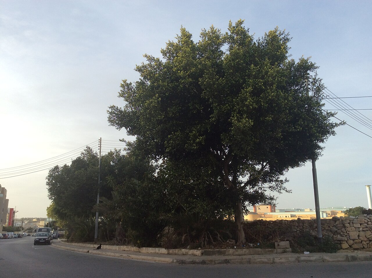 Malta Parkı fotoğrafı