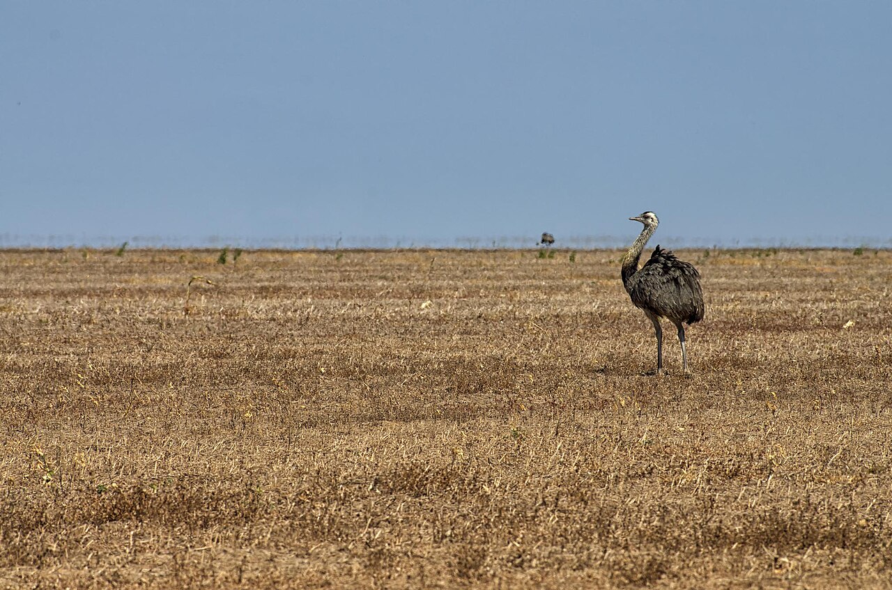 Greater Rhea fotoğrafı