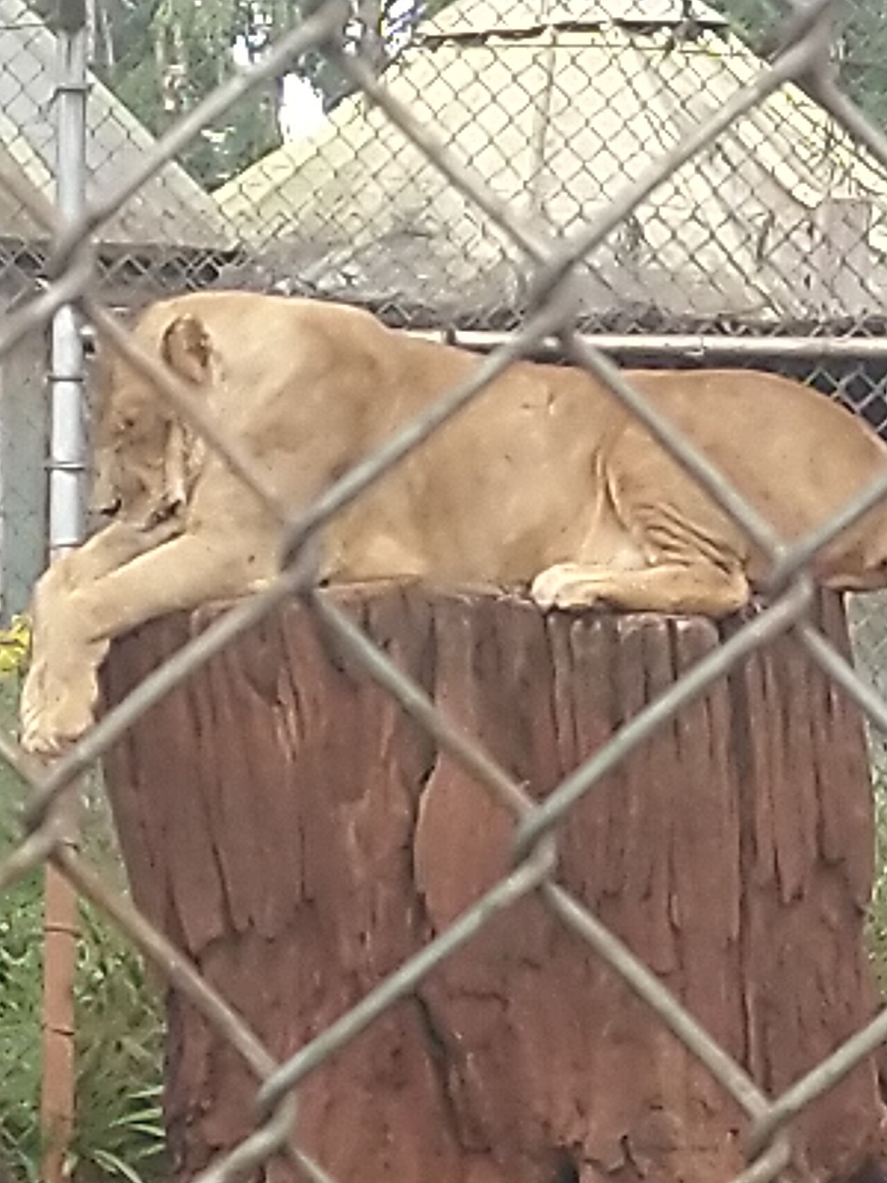Ein Foto von Animal Orphanage