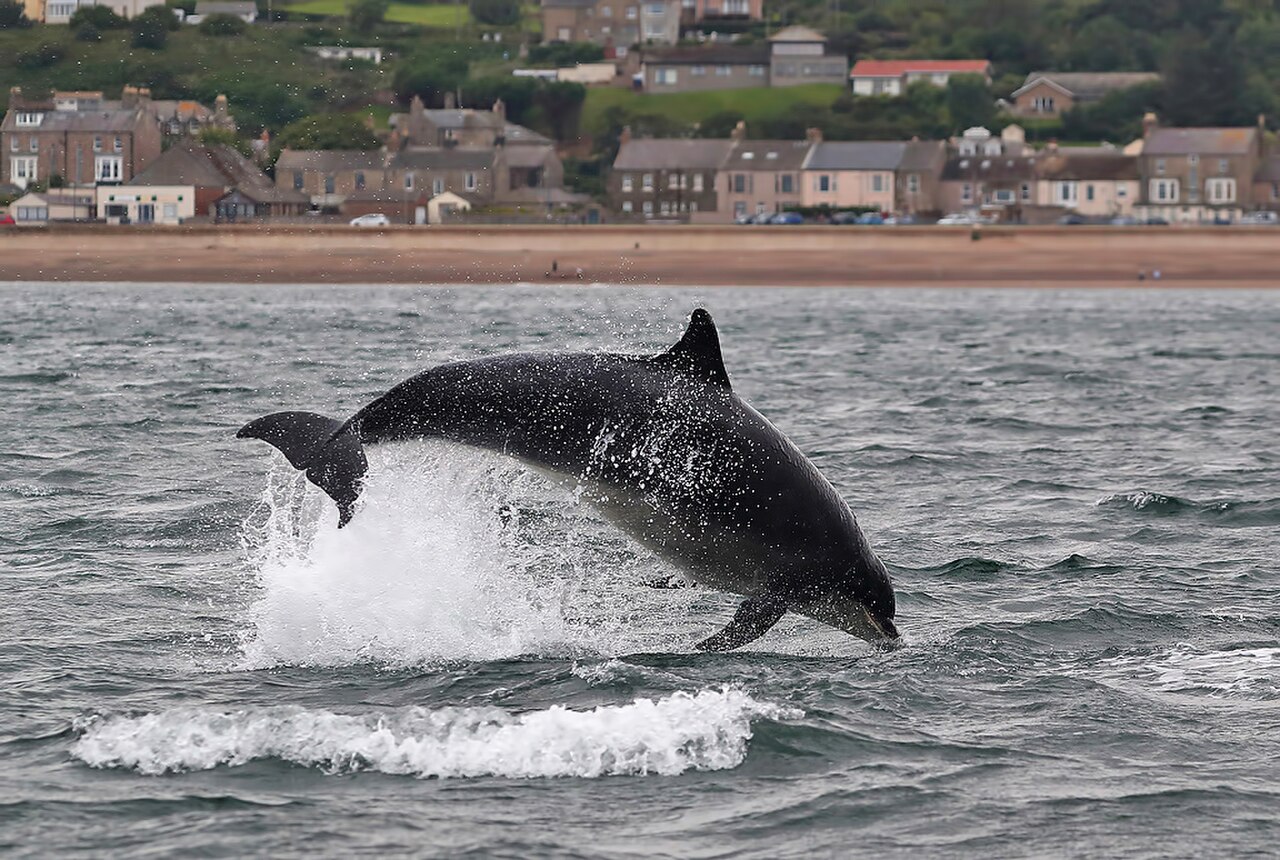Jumping Dolphins fotoğrafı