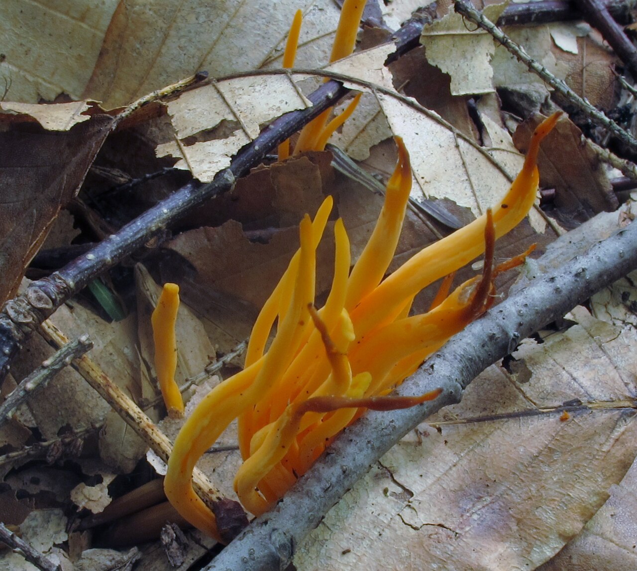 A photograph of Slippery