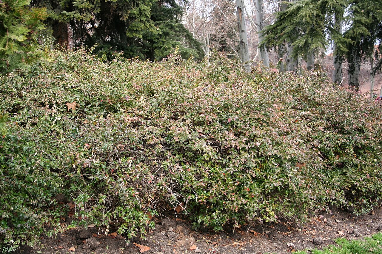 A photograph of Berlin Park