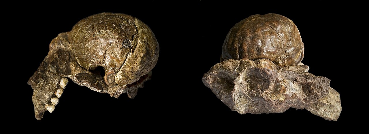 صورة Sterkfontein Caves