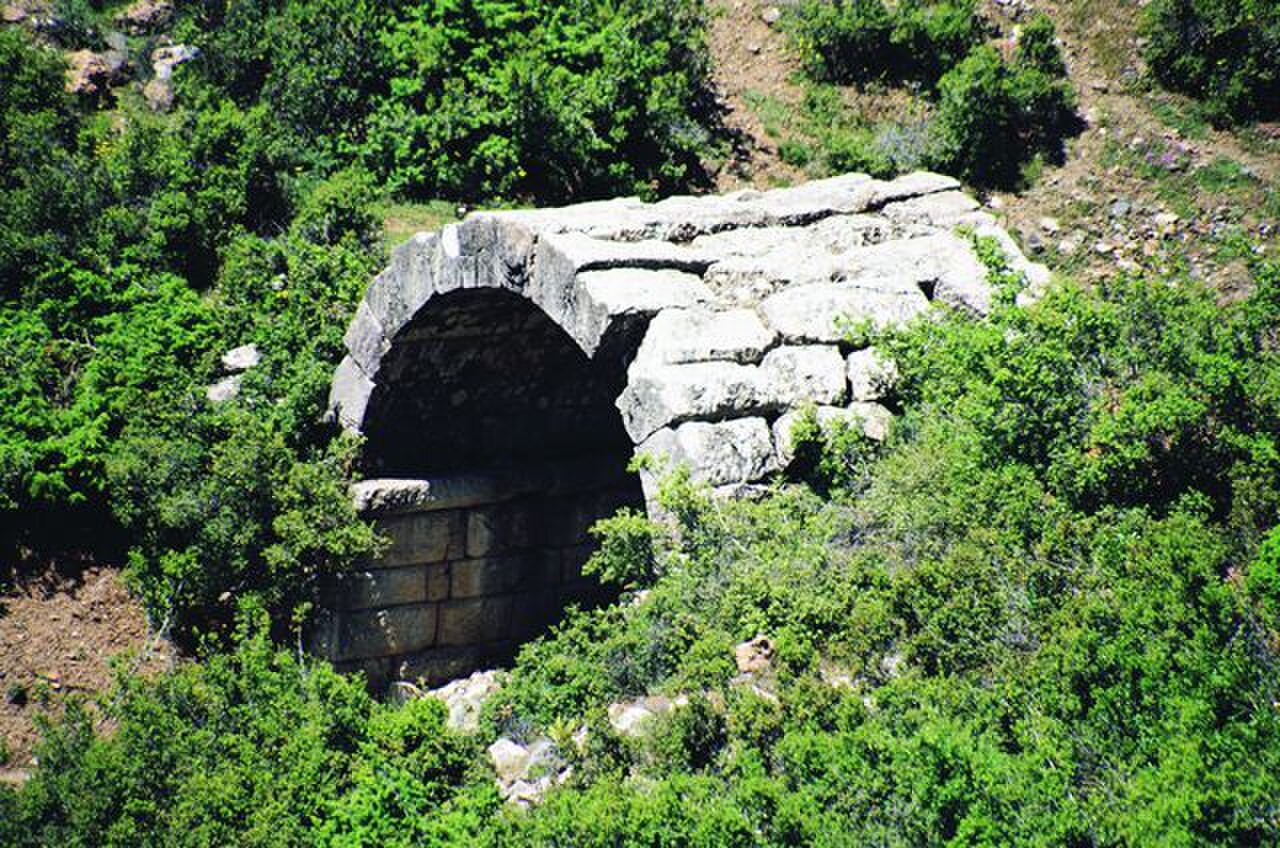 صورة كيبايرا