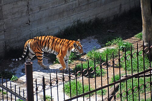Zoológico de Tiflis