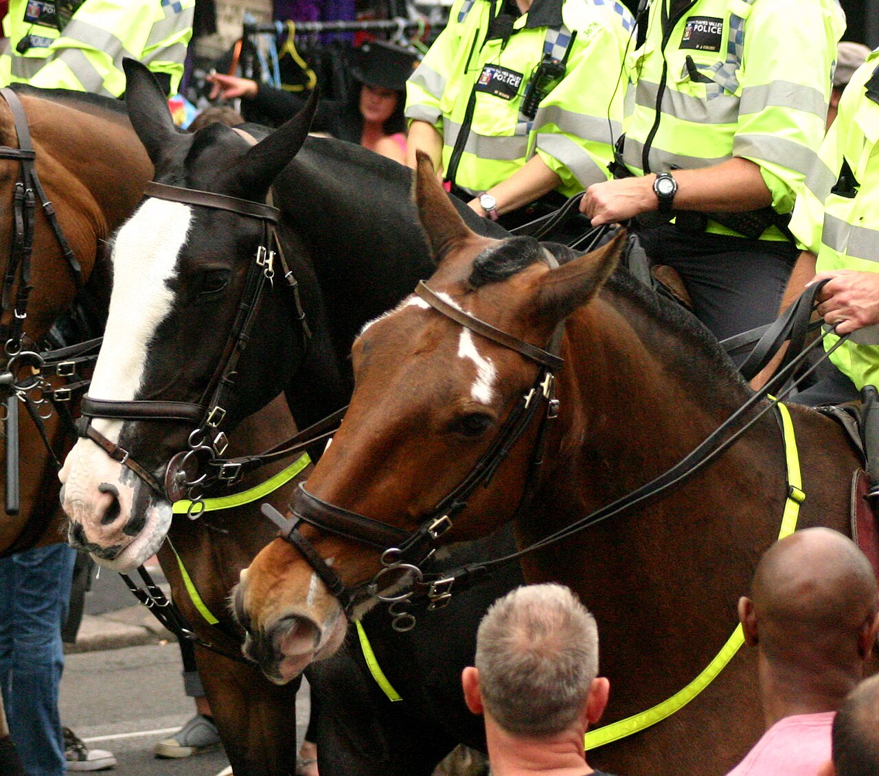 A photograph of Horse head