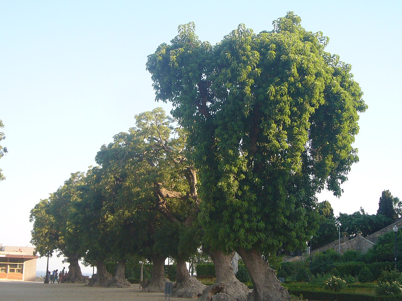 A photograph of Jardín Miramar