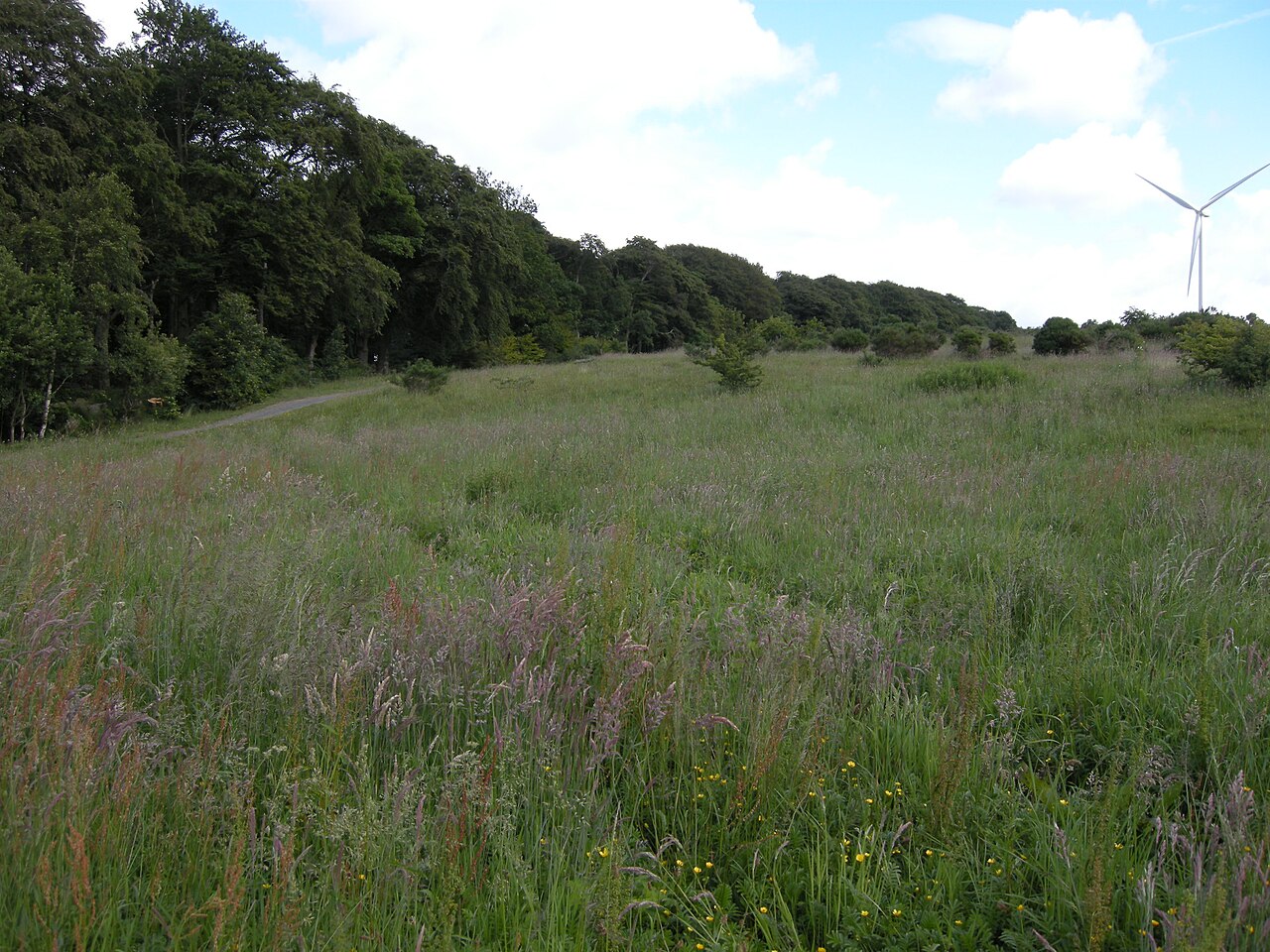 A photograph of Cathkin Braes