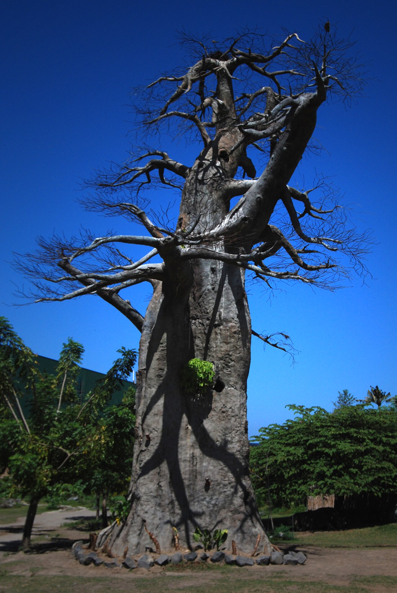 Bali Safari ve Deniz Parkı fotoğrafı