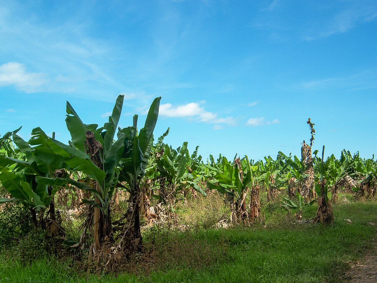 A photograph of Daintree Park