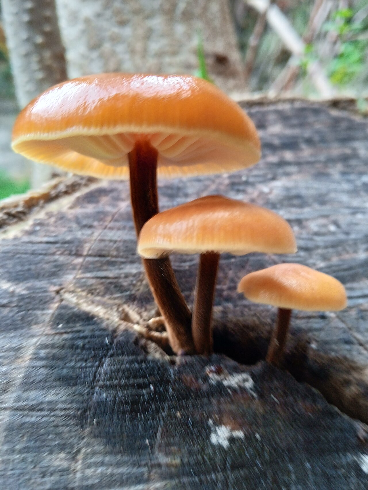 Bozdağ fotoğrafı