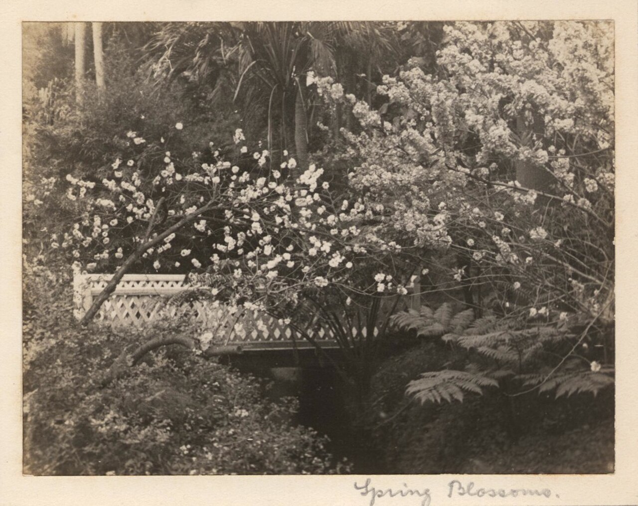 A photograph of Spring