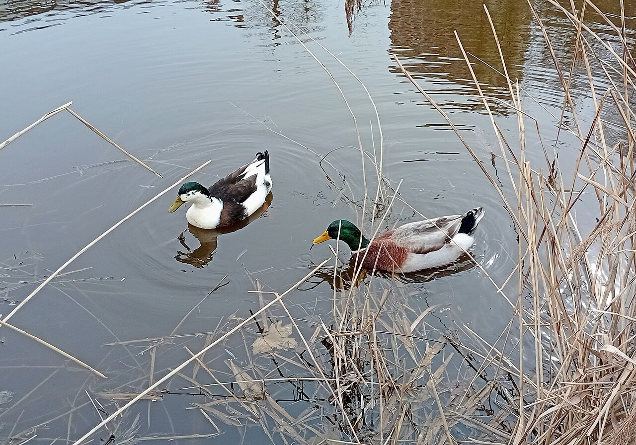 Ein Foto von Mziuri-Park