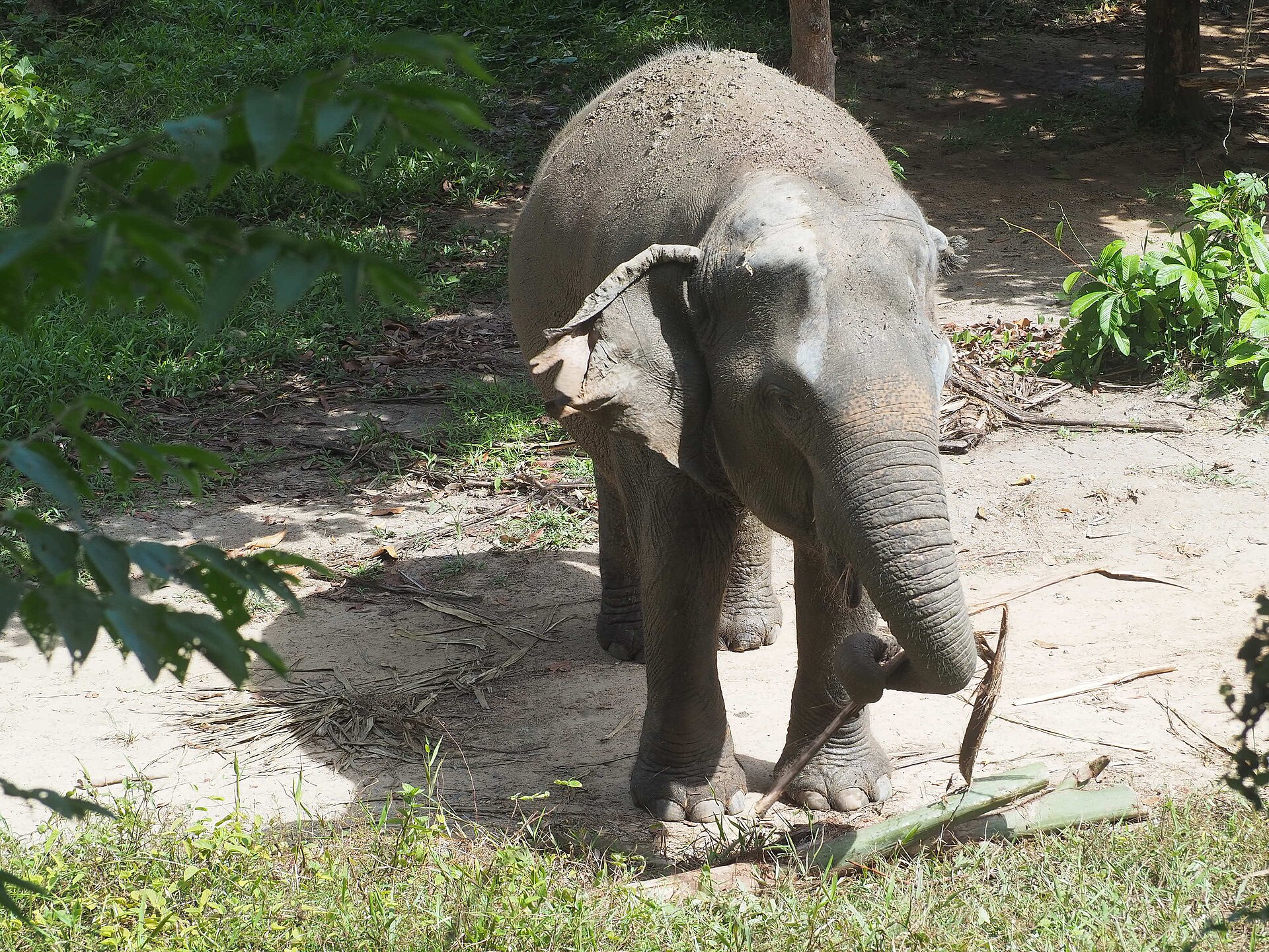Phuket Elephant Sanctuary의 사진