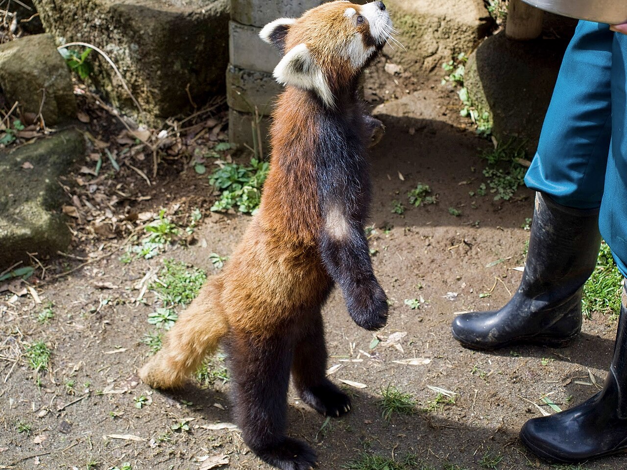 A photograph of Red Panda