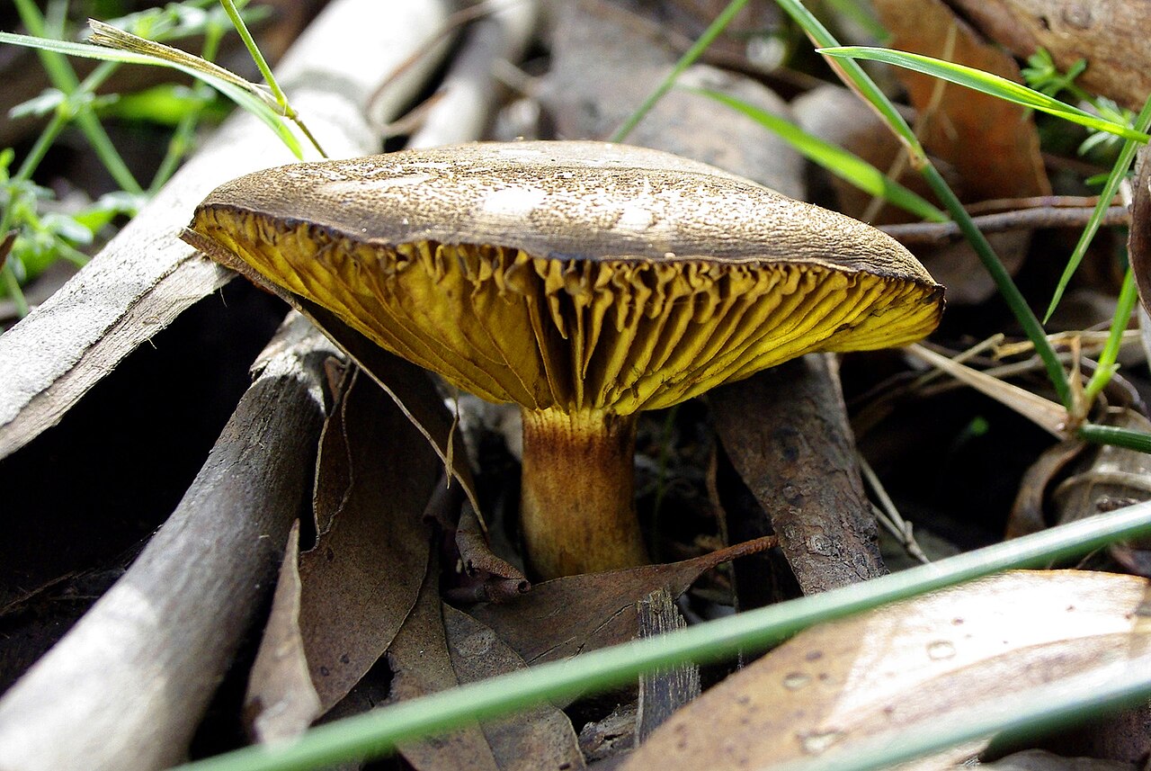 Ein Foto von Nationalpark Dandenong Ranges