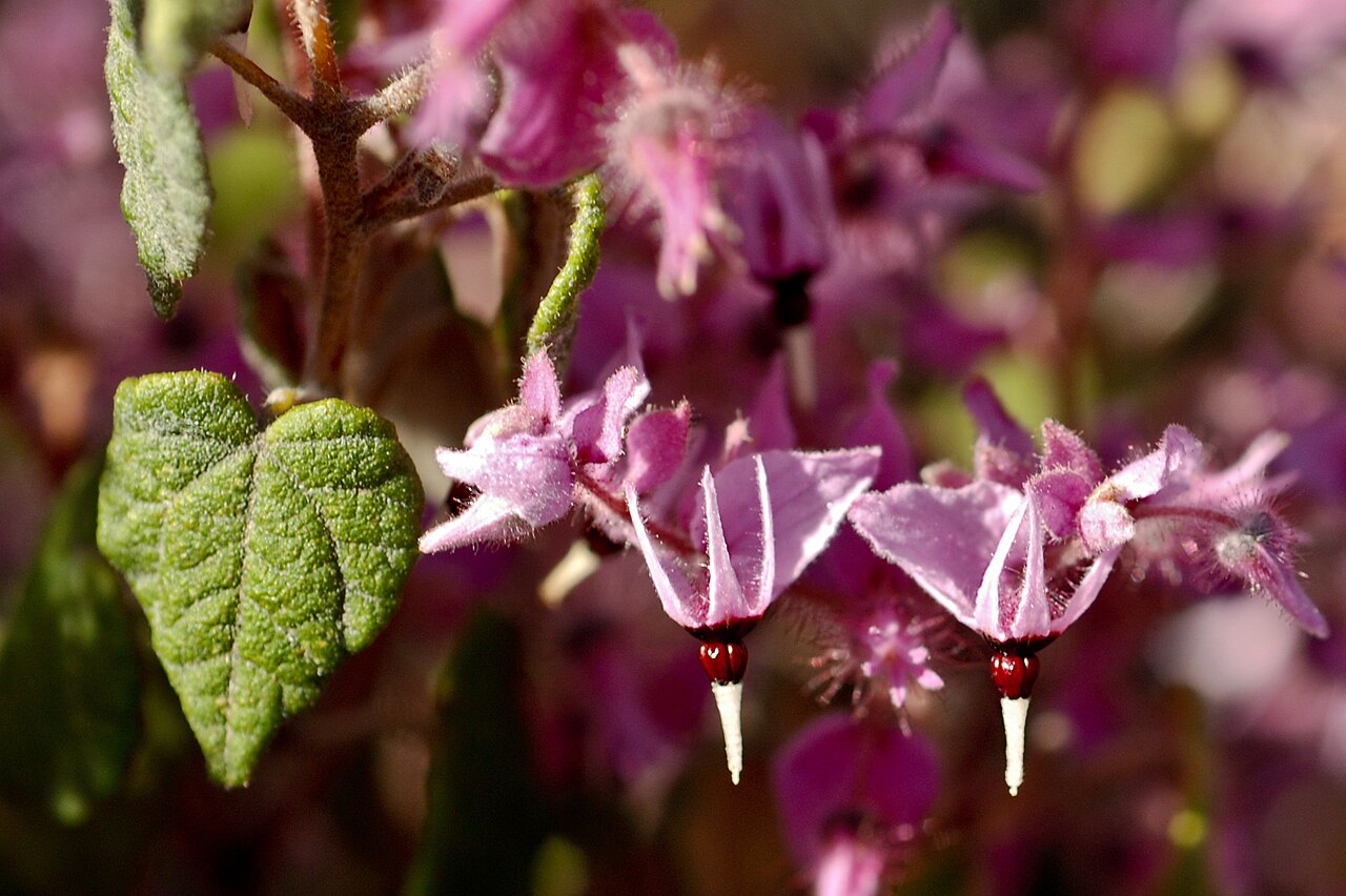 Gully Reserve