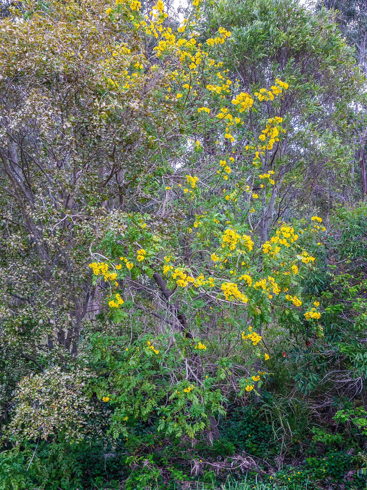 Tecoma Park