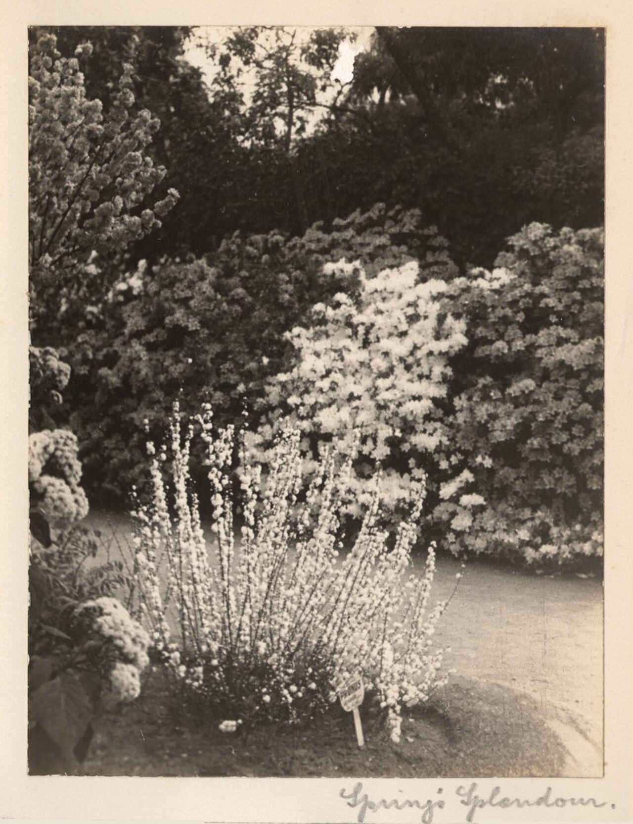 A photograph of Spring