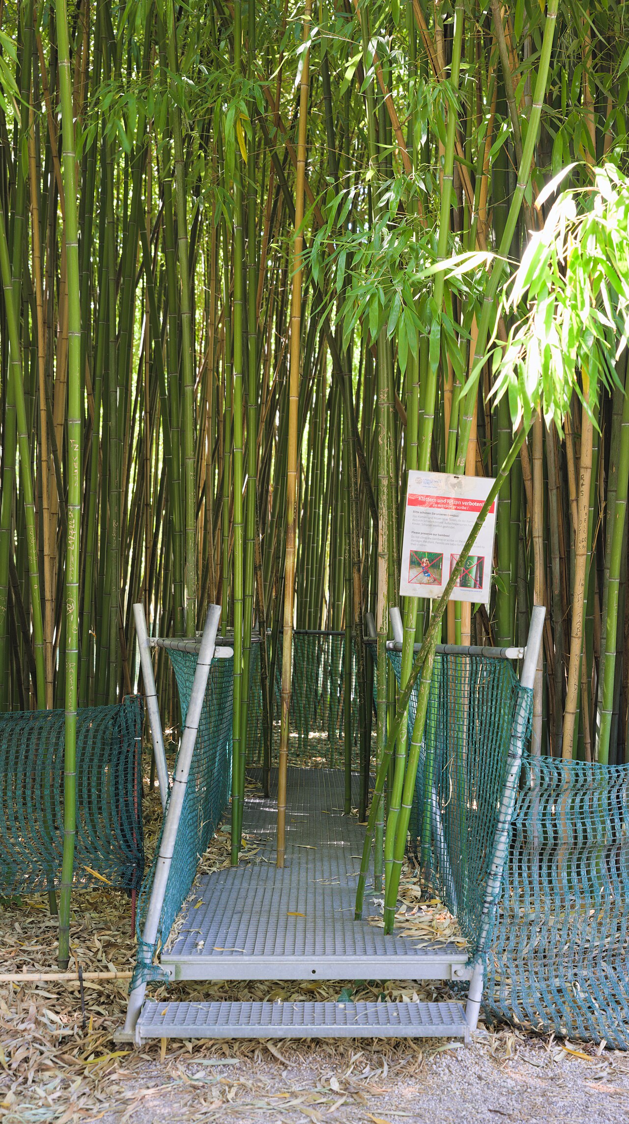 Bamboo Grove fotoğrafı