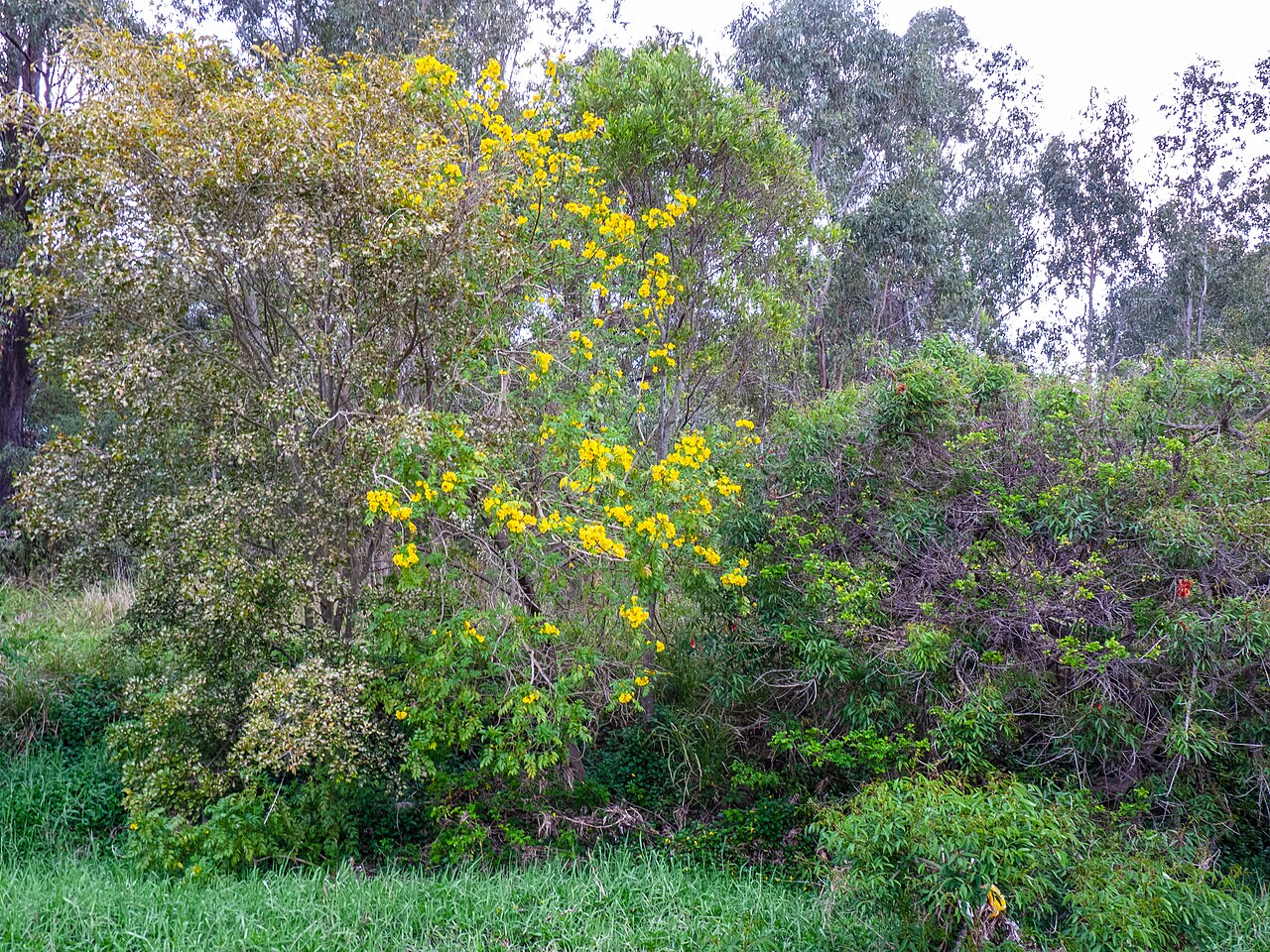 Tecoma Park fotoğrafı