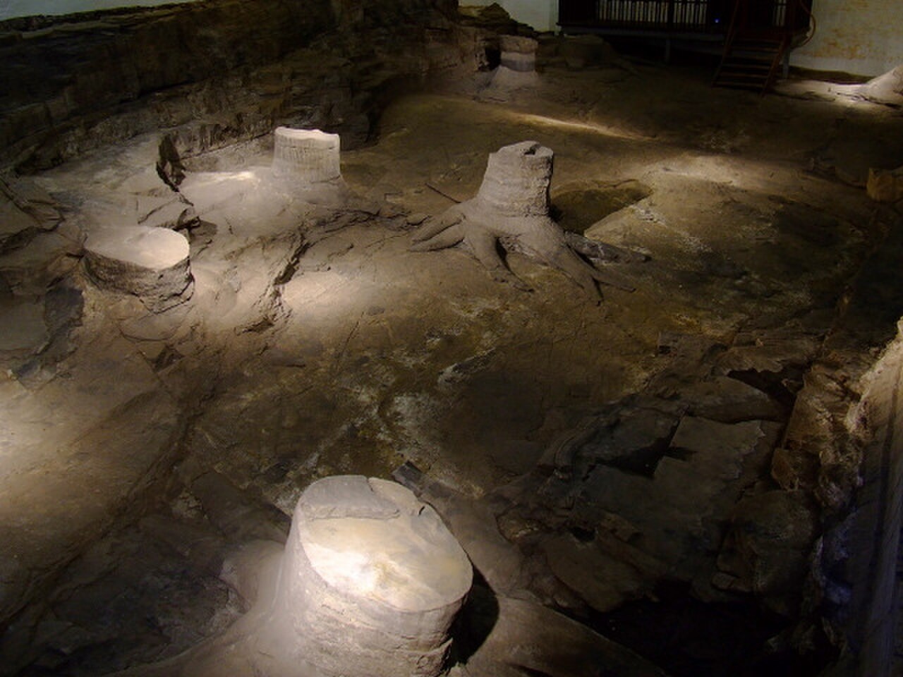 Victoria Park Fossil Grove