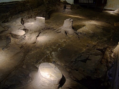 Victoria Park Fossil Grove