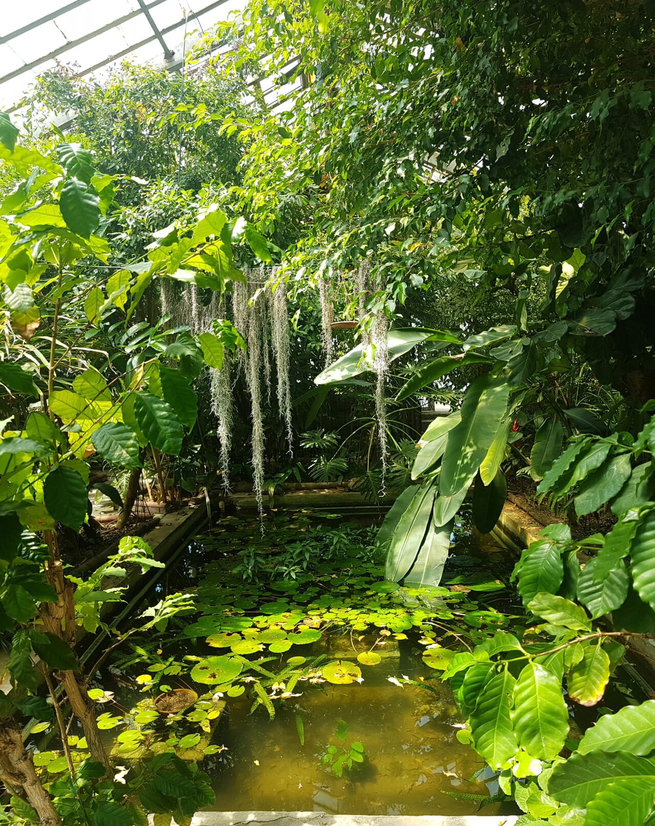 イスタンブール大学アルフレート・ハイルブロン植物園